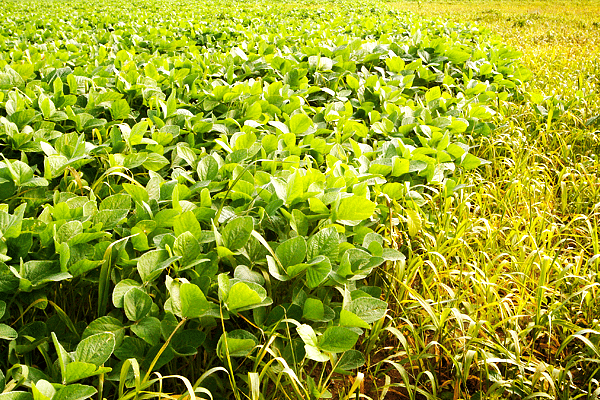 A soybean farm. (Scott Olson/GettyImages)